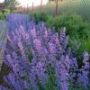 Nepeta Racemosa Walker's Low